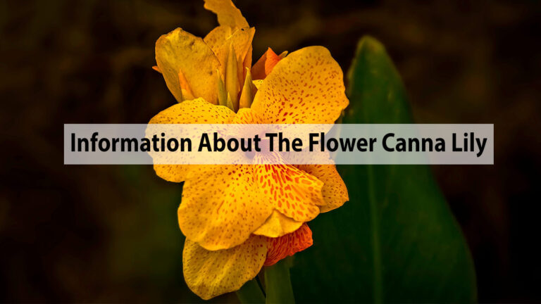 information about canna lily